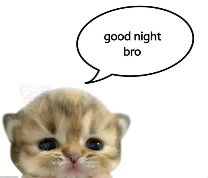 Ảnh mèo ngủ cute