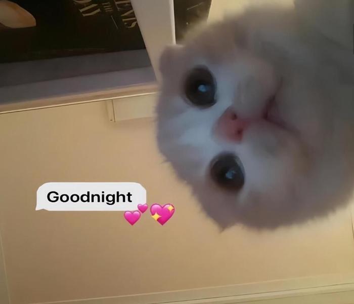 Ảnh mèo ngủ cute