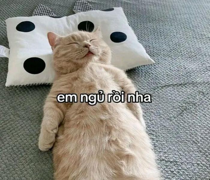 Ảnh mèo ngủ cute