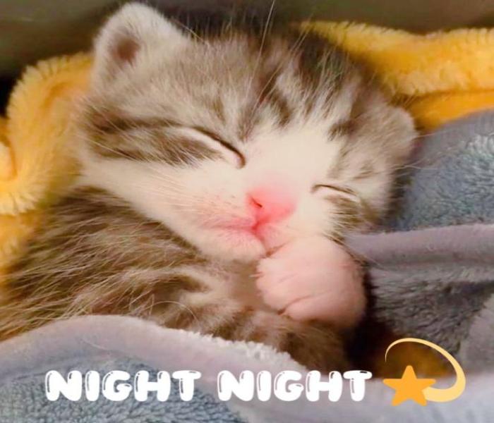 Ảnh mèo ngủ cute