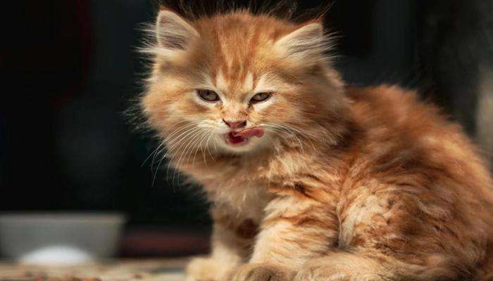 +119 Hình Ảnh Avt Mèo Đẹp, Cute, Dễ Thương Làm Avatar – Ảnh Đại Diện