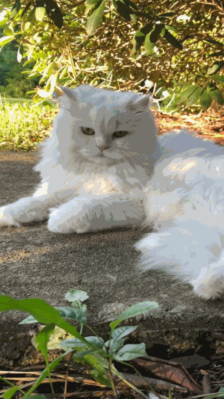 Ảnh mèo anh cute cho điện thoại làm hình nền 