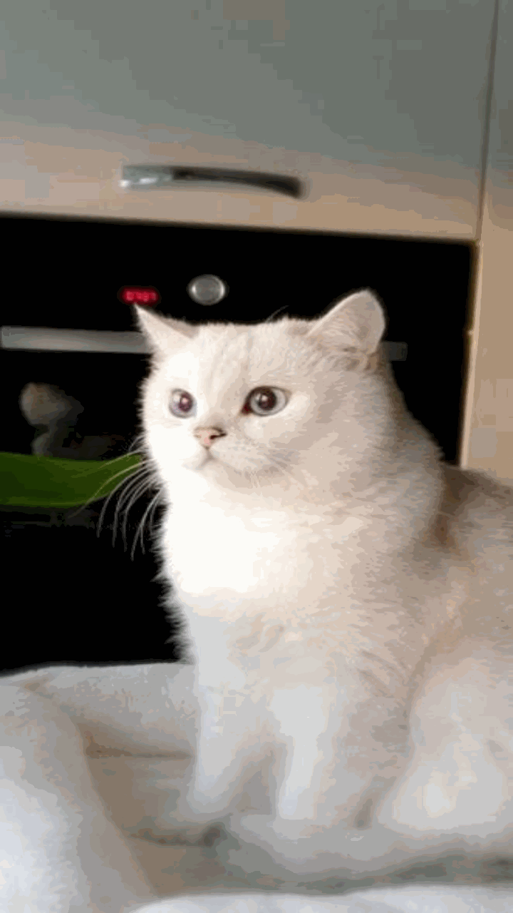 Ảnh mèo anh cute cho điện thoại làm hình nền 