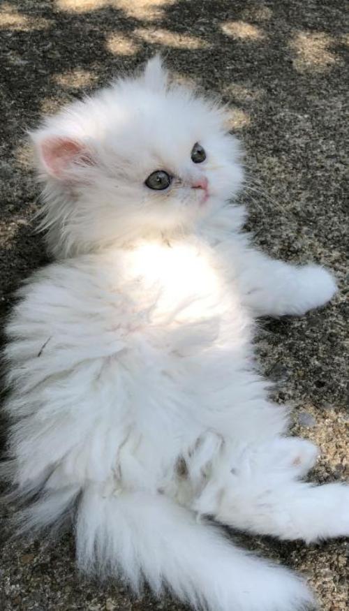 Mèo con hình nền Đt xinh xắn 