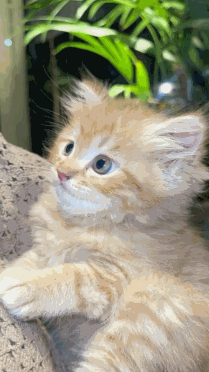 Con mèo con siêu đáng yêu cho điện thoại 