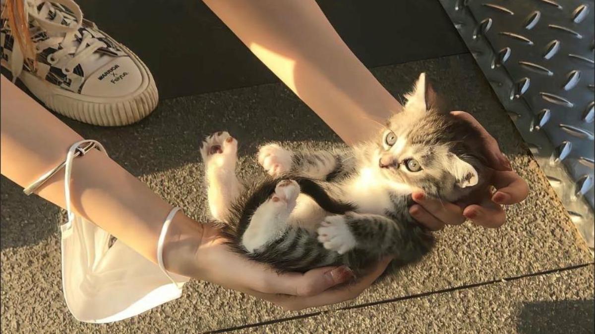 Hình nền MT mèo con bé yêu 