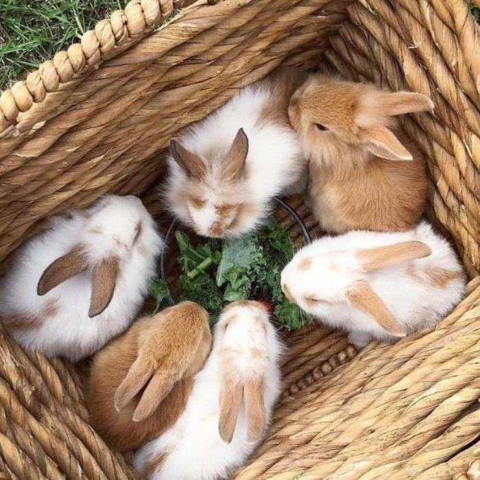 HÌnh ảnh thỏ con cute