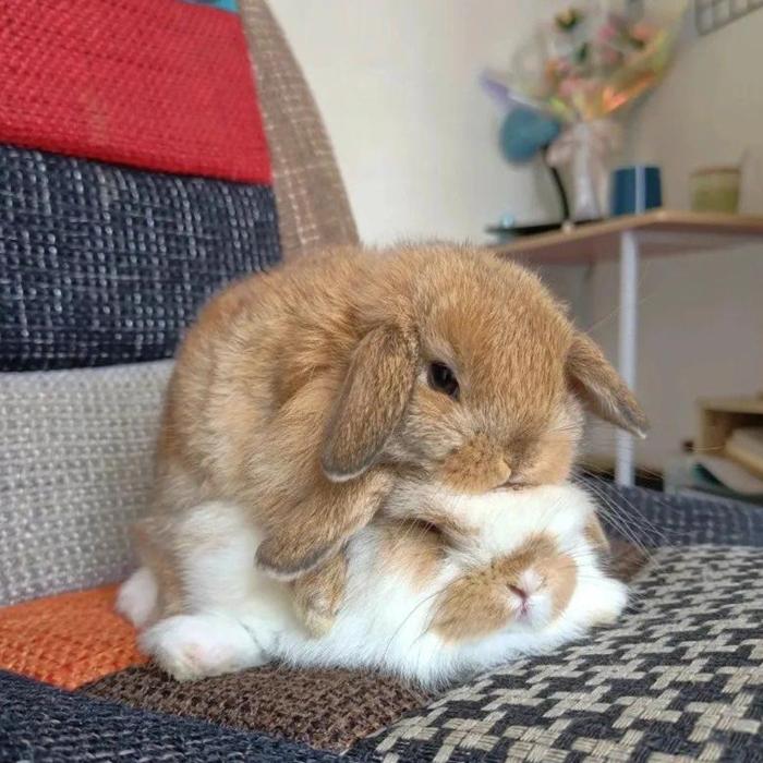 HÌnh ảnh thỏ con cute