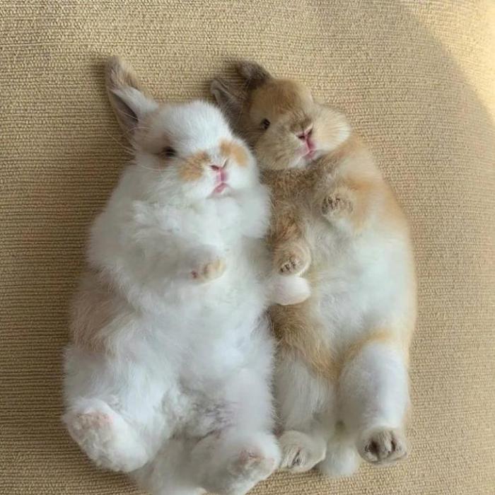 HÌnh ảnh thỏ con cute