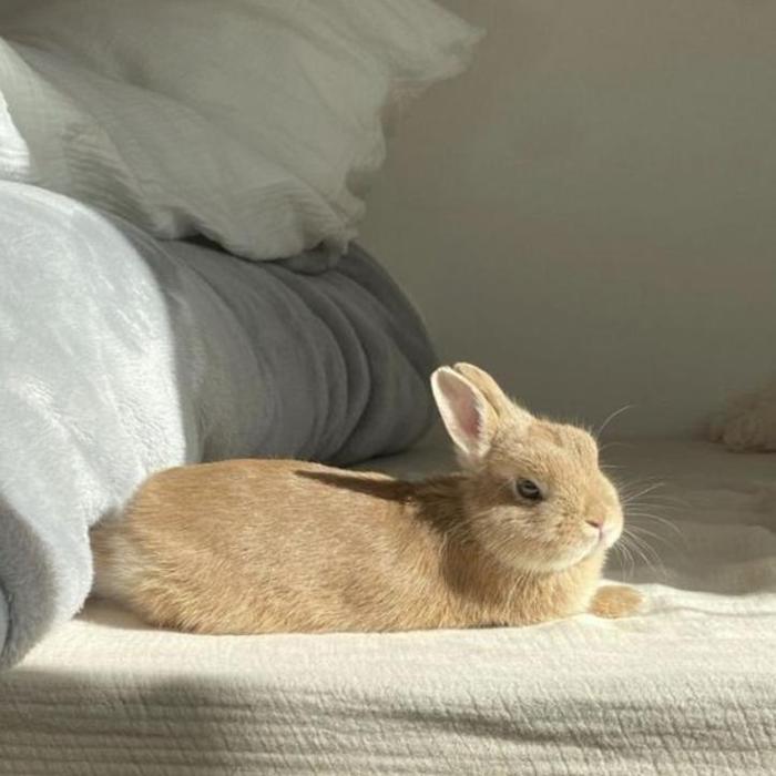 HÌnh ảnh thỏ con cute