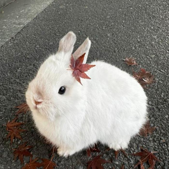 Hình ảnh thỏ trắng cute