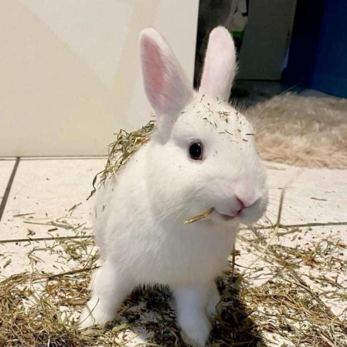 Hình ảnh thỏ trắng cute