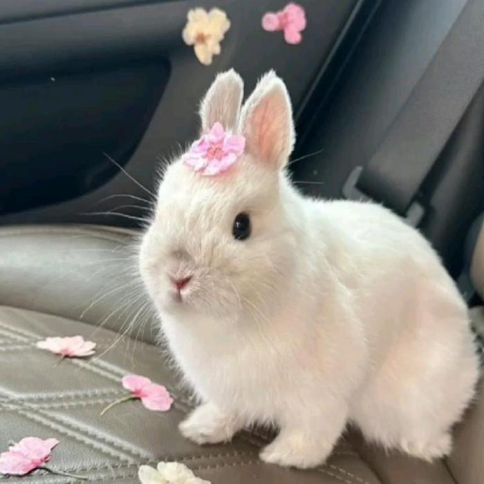 Hình ảnh thỏ trắng cute