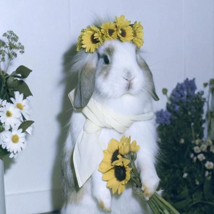 Hình ảnh thỏ trắng cute