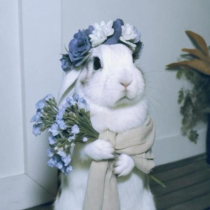 Hình ảnh thỏ trắng cute