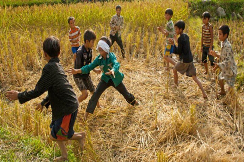 Hình ảnh trẻ trâu chơi bịt mắt bắt dê trên cánh đồng lúa mùa gặt