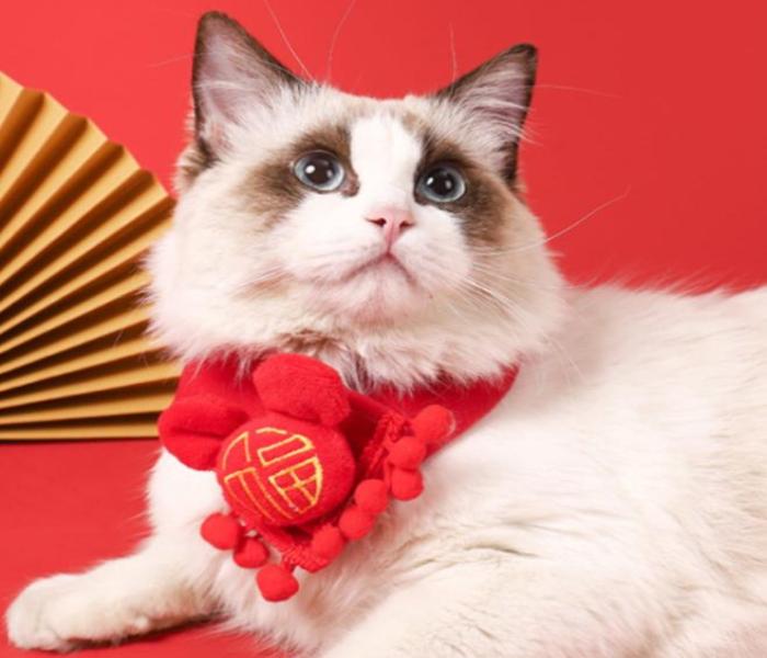 [Mèo Tết] Top 99+ Hình Ảnh Đẹp Mèo Đón Tết Làm Avatar Siêu Đáng Yêu