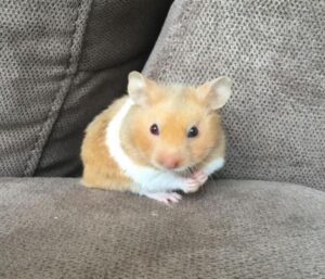 ảnh avatar chuột hamster đáng yêu