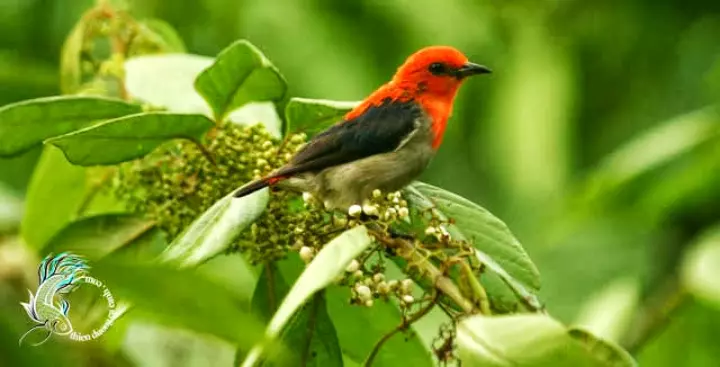 Chim Sâu Đầu Đỏ