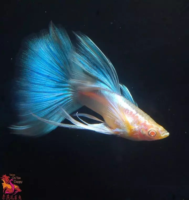 Giới thiệu nhanh về cá bảy màu