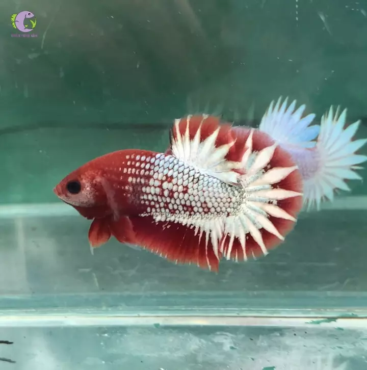 Ảnh cá betta fancy