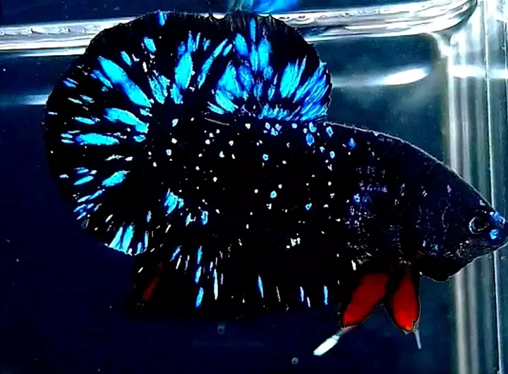 Hình ảnh cá betta galaxy