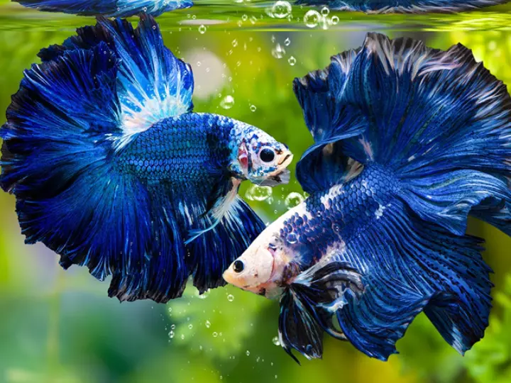 Ảnh cá betta kè – Khoảnh khắc đẹp nhất của cá betta 