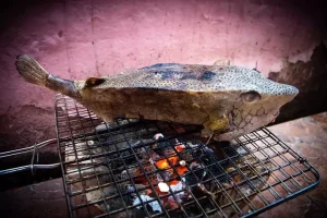 Khám Phá Bộ Ảnh Chụp Chân Thật Nhất Về Con Cá Bò, Bò Hòm, Ngừ Bò
