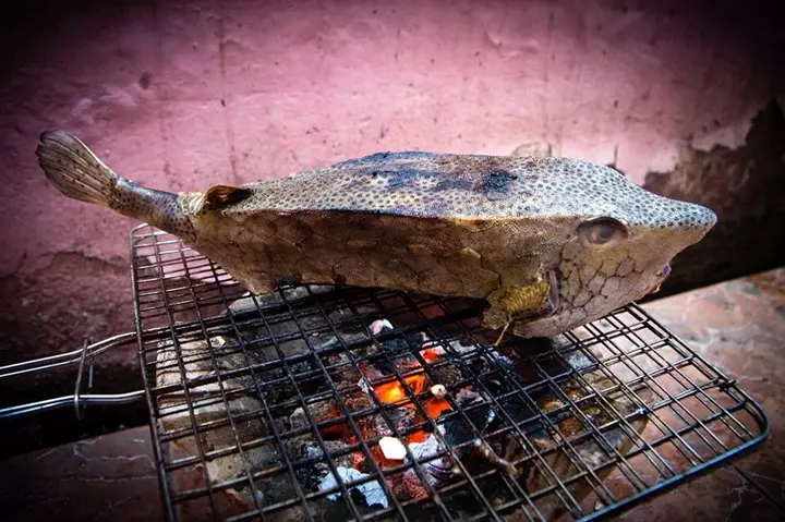 Khám Phá Bộ Ảnh Chụp Chân Thật Nhất Về Con Cá Bò, Bò Hòm, Ngừ Bò