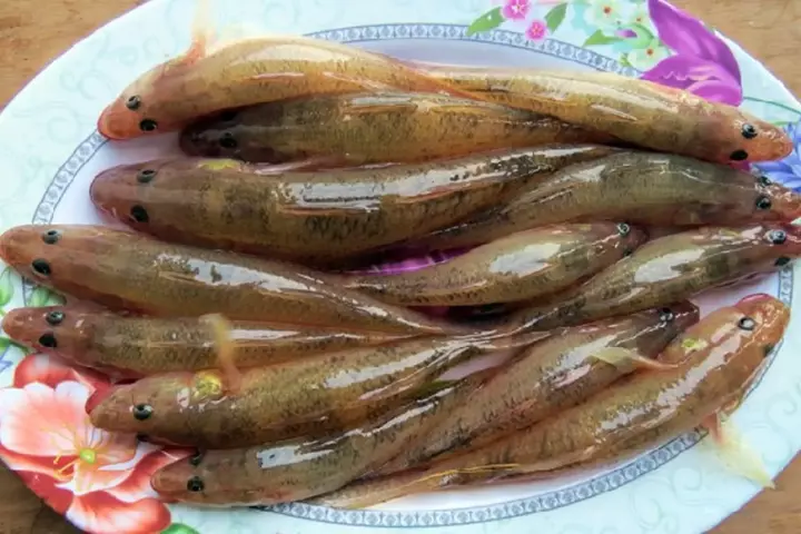 Hình ảnh cá bống biển