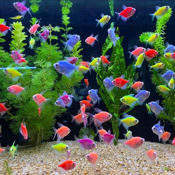 Hình ảnh cá cảnh nhiều màu sắc