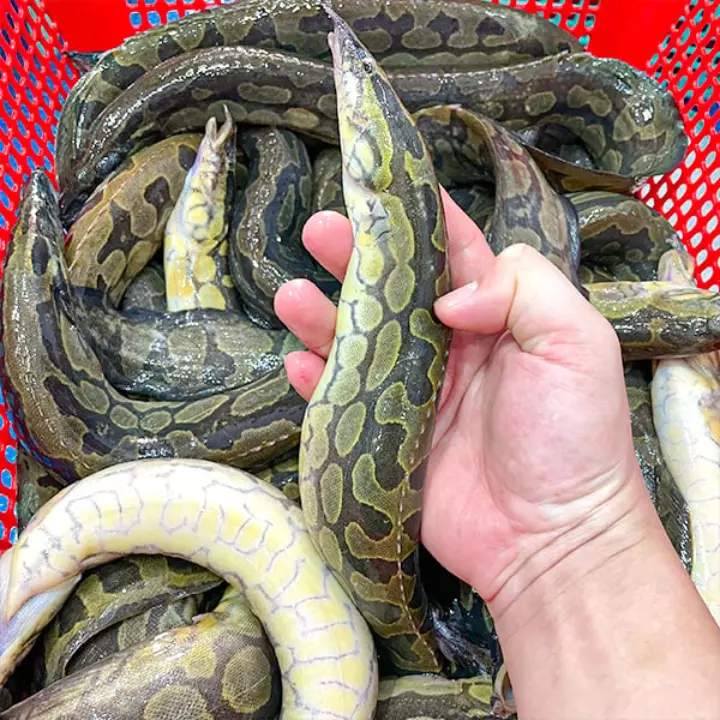 Hình ảnh cá chạch chấu