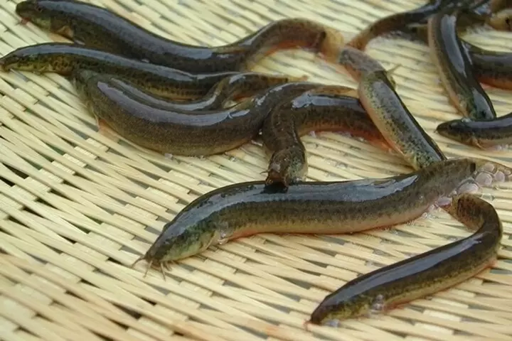Hình ảnh cá chạch sông
