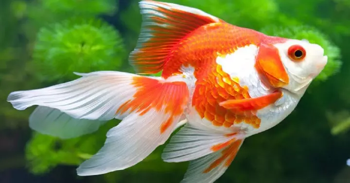 Hình ảnh con cá chép vàng đẹp