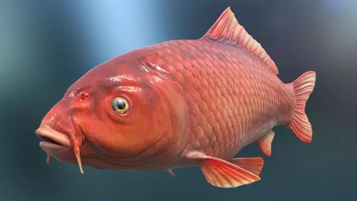 hình ảnh cá chép đỏ