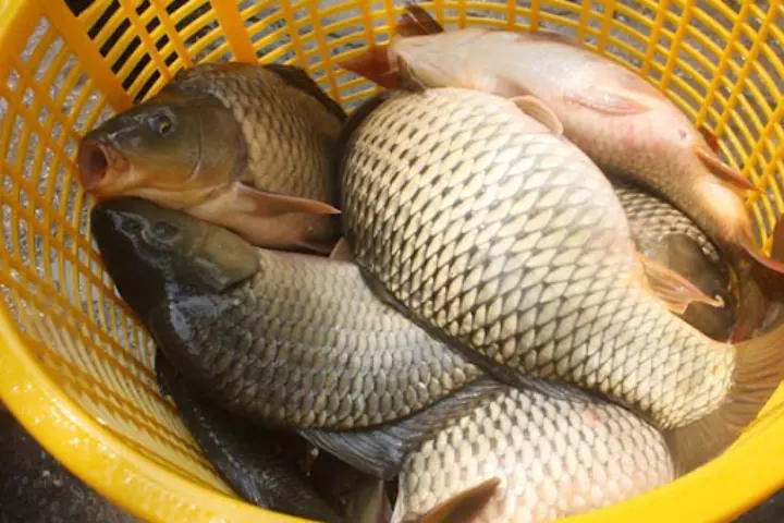 Hình ảnh cá chép giòn