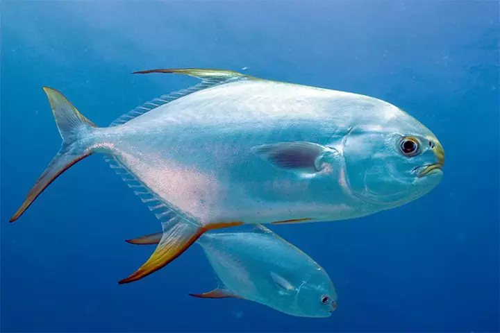 Hình cá chim đẹp