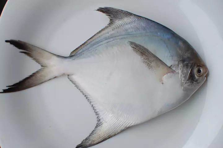 Hình ảnh cá chim trắng