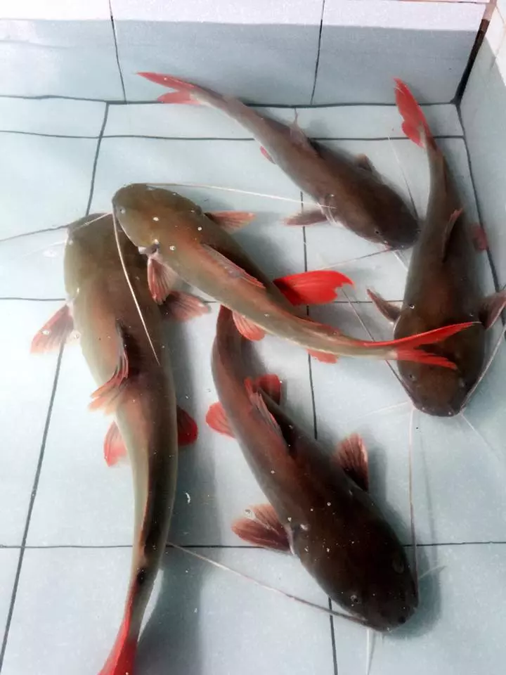 Hình ảnh cá lăng đuôi đỏ