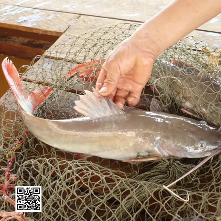 Hình ảnh con cá lăng sông