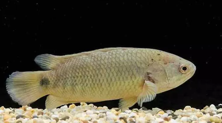 Hình cá rô đồng trong tự nhiên