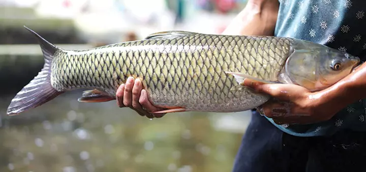 Hình ảnh cá trắm cỏ