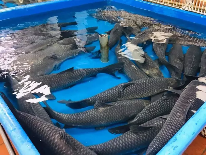 Hình ảnh cá trắm đen