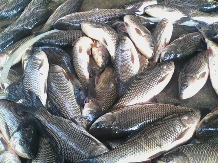 Ảnh cá trôi trong nuôi trồng