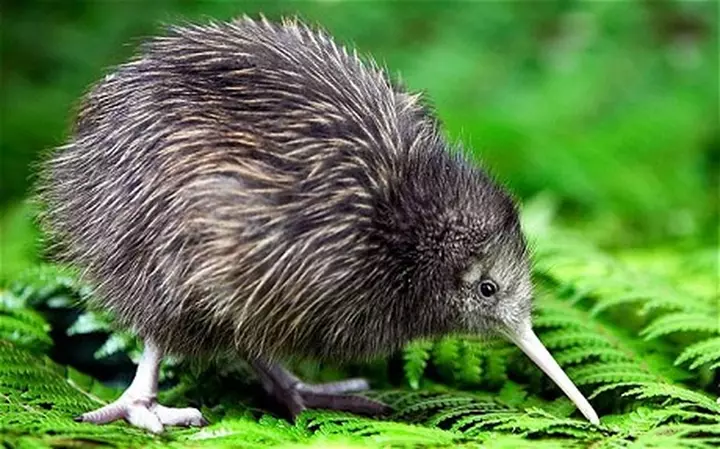 Hình Ảnh Chim Kiwi Đang Tìm Mồi