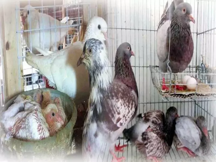 Hình Ảnh Chim Bồ Câu Non – Dễ Thương Và Mới Mẻ