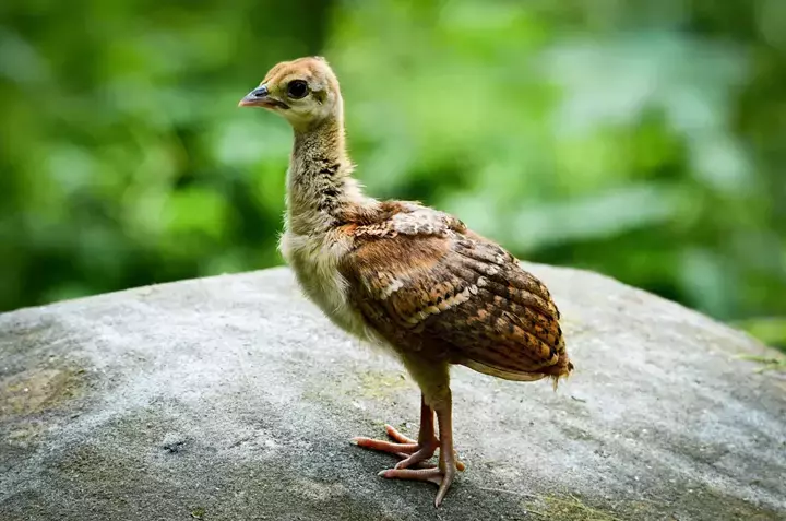Hình Ảnh Chim Công Con – Đáng Yêu Và Dễ Thương
