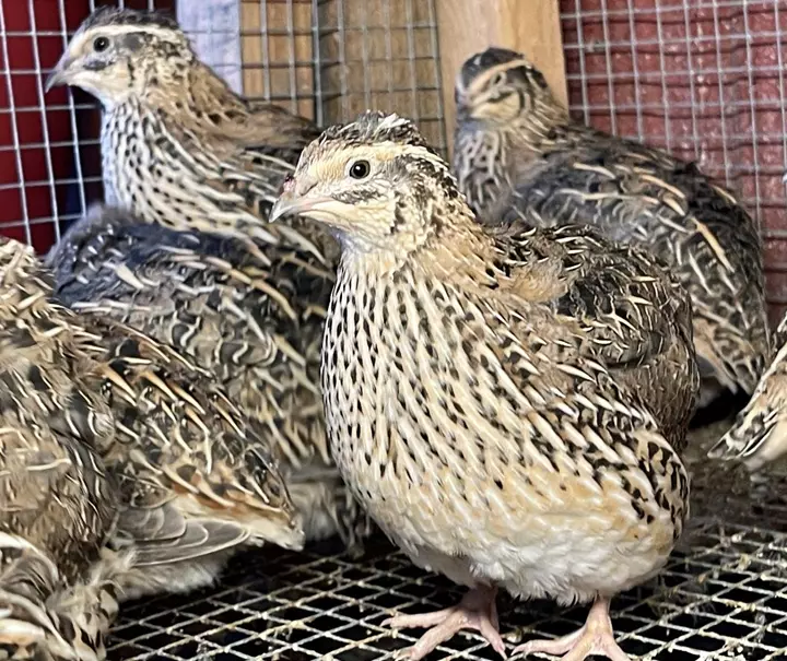 Giới thiệu sơ lược về chim cút