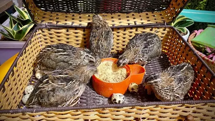 Hình Ảnh Chim Đa Đa Con – Bé Nhỏ, Dễ Thương