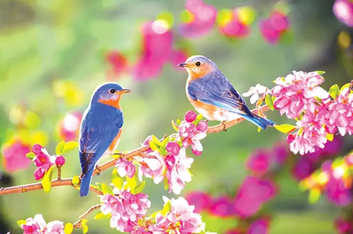 Hình Ảnh Chim Én Mùa Xuân – Tươi Mới Và Rộn Ràng
